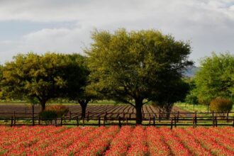 Top 10 Unique Small Towns to Visit in the Southern US this Fall