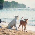 Bali's Anti-Rabies Vaccine Shortage Raises Concerns Among Tourists And Locals