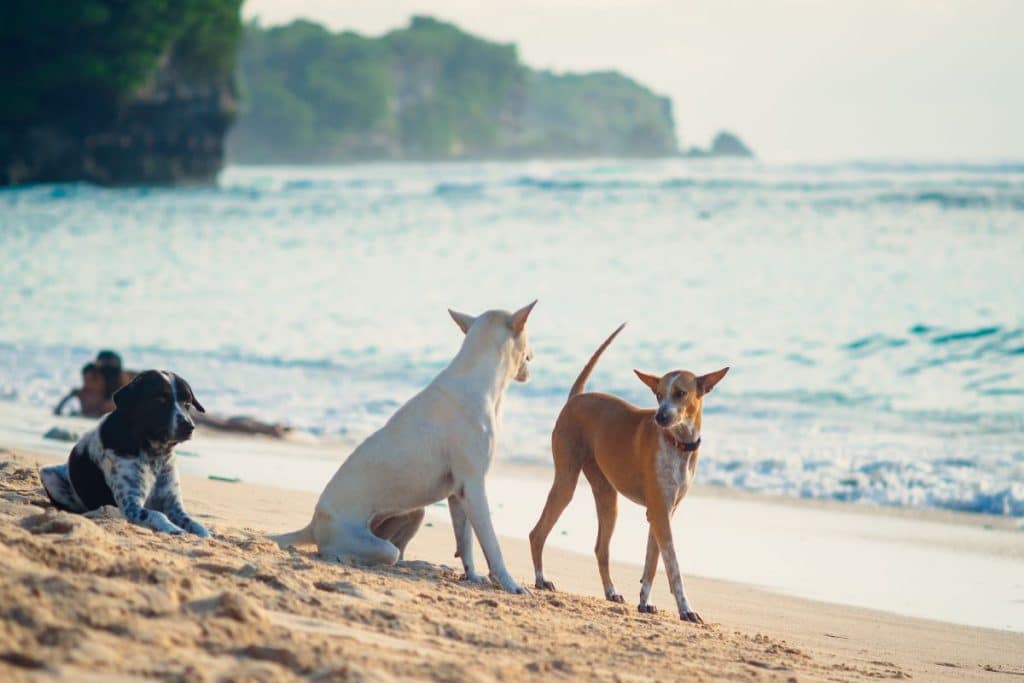 The shortage of rabies vaccines in Bali is causing concern among tourists and locals