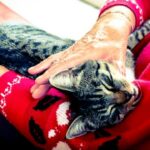 A comprehensive guide to fostering your senior cat