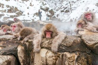 In this hidden gem you can see monkeys enjoying the winter jacuzzi