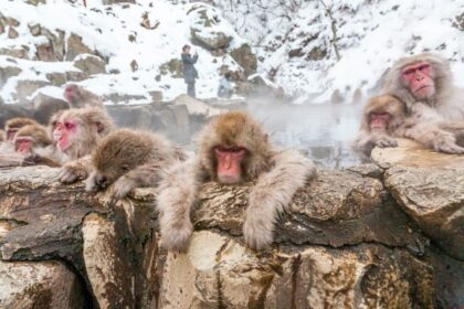 In this hidden gem you can see monkeys enjoying the winter jacuzzi