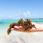 Playa Del Carmen’s beaches are battling another marine threat ahead of seaweed season