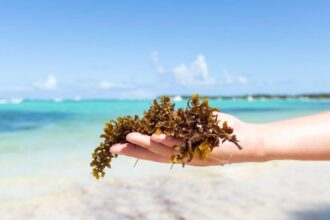 Playa Del Carmen’s beaches are battling another marine threat ahead of seaweed season