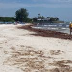 Another Record Seaweed Blob Might Reach Florida And Mexican Caribbean This Year