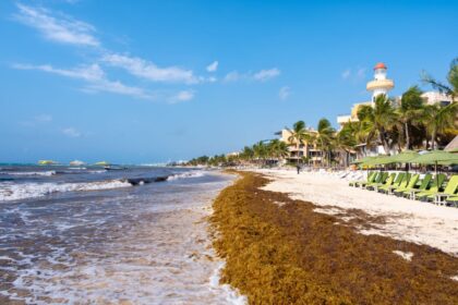 These 3 destinations could soon see record-breaking Sargassum beaches