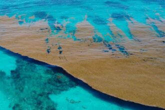 Dominican Republic government and universities join forces to reduce Sargassum