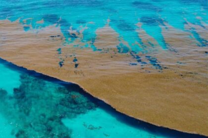 Dominican Republic Government And Universities Join Efforts To Reduce Sargassum