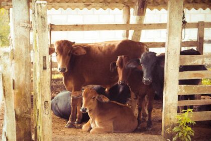 How to protect animals and livestock in a barn