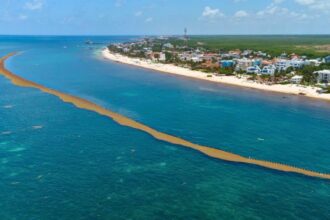 Quintana Roo will use innovative technology to harness Sargassum