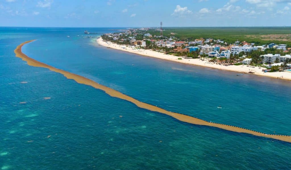 Quintana Roo will use innovative technology to harness Sargassum