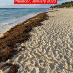 Mexican Caribbean Reports A Massive Seaweed Reduction On The Beaches In 2024