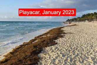 Mexican Caribbean Reports A Massive Seaweed Reduction On The Beaches In 2024