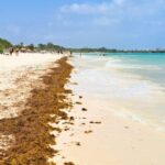Sargassum Season: Mexican Caribbean Officially Announces The Seaweed Arrival