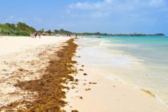 The Mexican Caribbean officially announces the arrival of seaweed