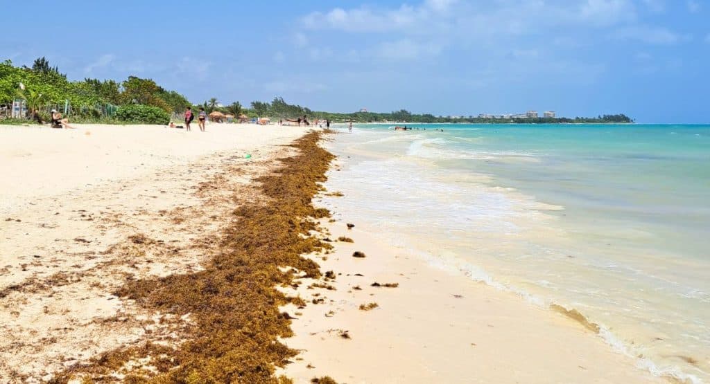 The Mexican Caribbean officially announces the arrival of seaweed