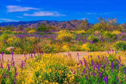 Joshua Tree National Park, California in bloom with spring wildflowers