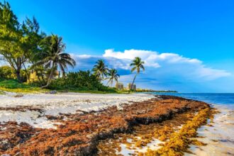 Tourists warned that Sargassum will invade the beaches of Mexico and Florida this spring