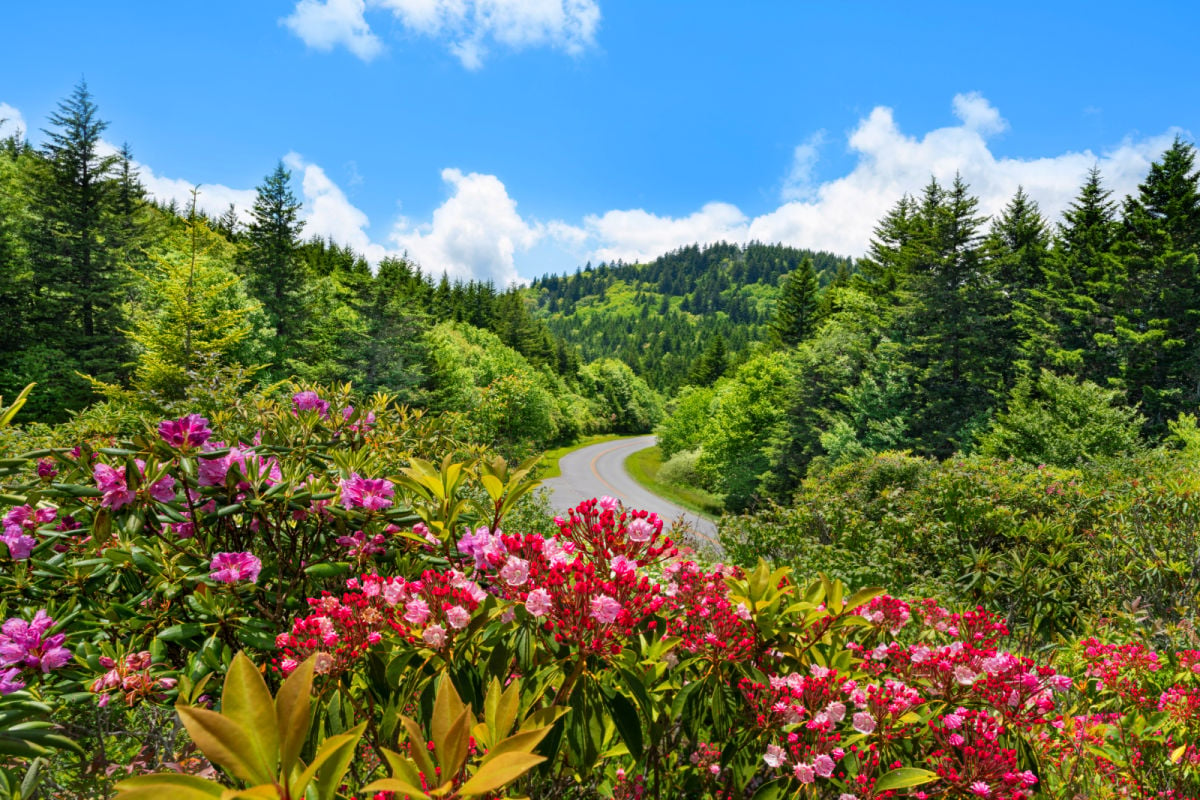 Flowers blooming along Blue Ridge Parkway. Highway winding in the mountains Summer mountain scenery. Near Asheville, North Carolina, USA.