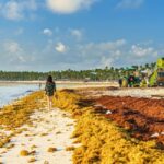 Dominican Republic Sargassum Seaweed In 2024: What To Know