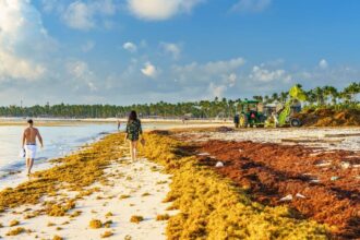 Dominican Republic Sargassum Seaweed in 2024: What You Need to Know