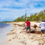 Mexican beach resorts are expanding their staff to combat Sargassum before summer 2024