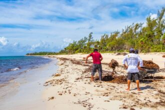 Mexican beach resorts are expanding their staff to combat Sargassum before summer 2024