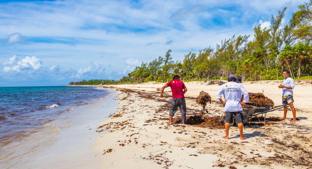 Mexican beach resorts are expanding their staff to combat Sargassum before summer 2024