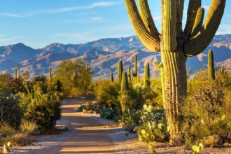 Now is the time to visit Saguaro National Park if you want to see the desert in bloom