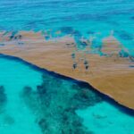 Officials have generated a Sargassum Warning for Cancun and the rest of the Mexican Caribbean