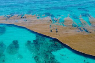 Officials have generated a Sargassum Warning for Cancun and the rest of the Mexican Caribbean