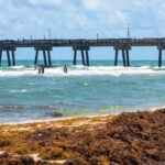 Sargassum Seaweed To Start Invading Florida Beaches In May