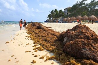 The Mexican Caribbean will see the largest seaweed landings of the 2024 season