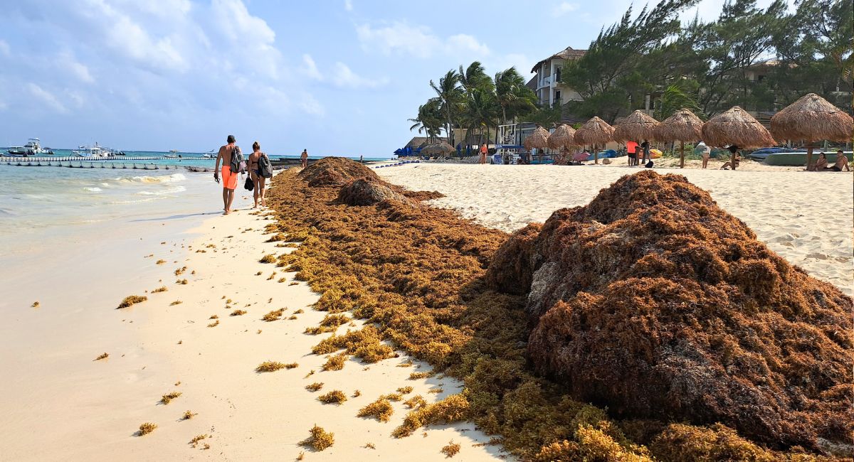Mexican Caribbean Is Seeing The Biggest Seaweed Arrival Of 2024 Season