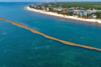 The Mexican Navy installs 8,600 meters of barriers to combat Sargassum in the Caribbean