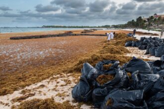 Tulum is bracing for a huge seaweed arrival this week