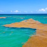 5,000 square kilometers of Sargassum on the way to the Mexican Caribbean