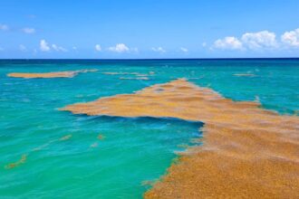 5,000 square kilometers of Sargassum on the way to the Mexican Caribbean