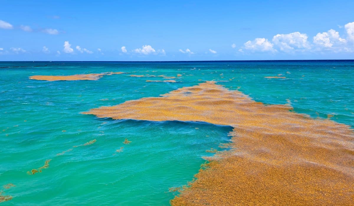 5,000 square kilometers of Sargassum on the way to the Mexican Caribbean