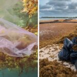 Greenpeace finds shocking amounts of plastic in the Sargasso Sea