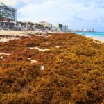 Sargassum seaweed warning raised to ‘level 3’