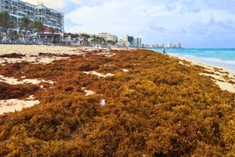 Sargassum seaweed warning raised to ‘level 3’