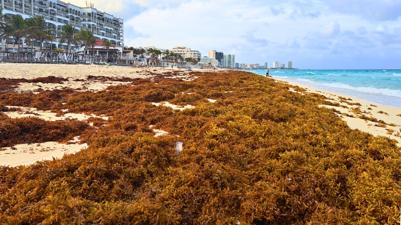 Sargassum seaweed warning raised to ‘level 3’