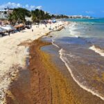 Shocking videos of Sargassum invading this popular Mexican beach resort are going viral