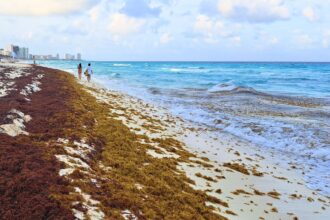 Tourists are flocking to Cancun despite the seaweed surge in Sargassum