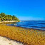 Traveler Alert: These 6 Popular Beach Destinations Are Facing the Biggest Sargassum Invasion in Years