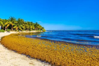 Traveler Alert: These 6 Popular Beach Destinations Are Facing the Biggest Sargassum Invasion in Years