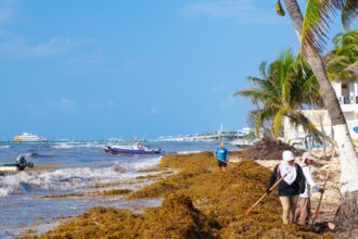 Playa Del Carmen sees 1,000 tons less seaweed, but the forecast is not optimistic