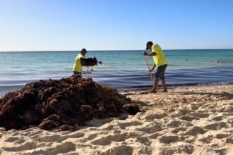 Popular beach in the Dominican Republic faces Sargassum invasion and trash problem