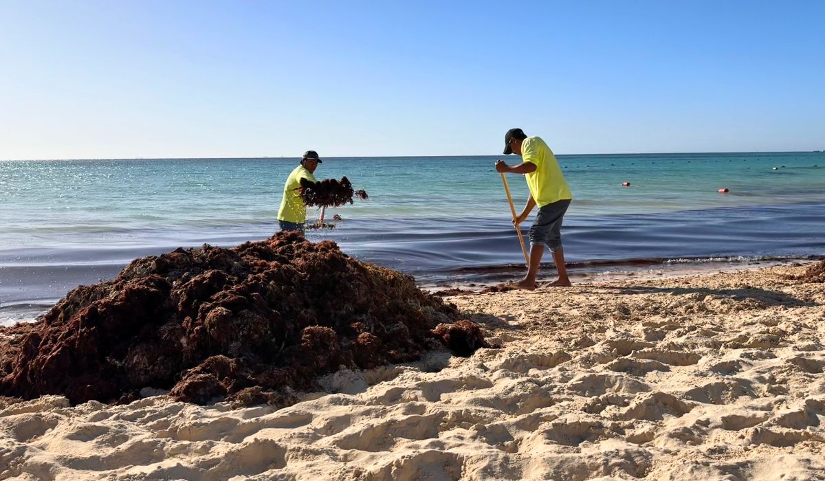 Popular beach in the Dominican Republic faces Sargassum invasion and trash problem